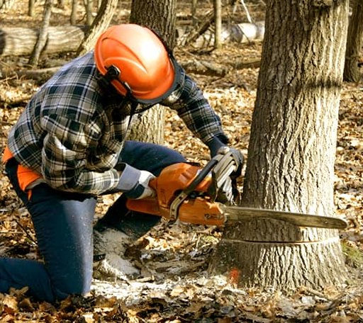 Tree Removal in Foster, OK